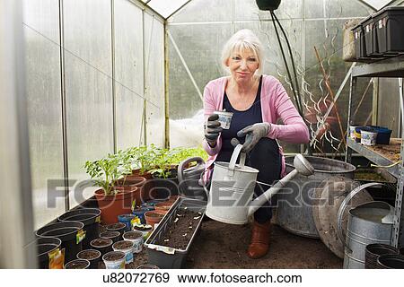 Mature woman holding watering can in greenhouse View Large Photo Image Stock Photo - Mature woman holding watering can in greenhouse. Fotosearch