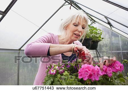 Stock Image - Mature woman tending flowers in greenhouse. Fotosearch