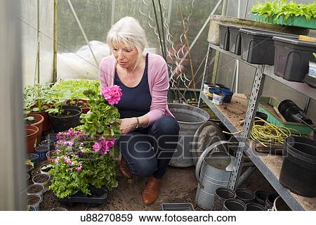 Mature woman tending flowers in greenhouse View Large Photo Image Stock Photo - Mature woman tending flowers in greenhouse. Fotosearch