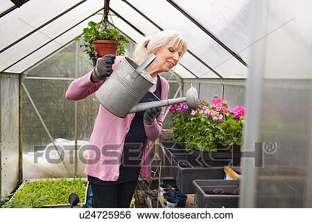 Mature woman watering plants in greenhouse View Large Photo Image Stock Photograph - Mature woman watering plants in greenhouse. Fotosearch