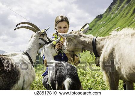 Stock Image - Mid adult woman with goats, Tyrol, Austria. Fotosearch
