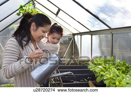 Mother and daughter watering plants in greenhouse View Large Photo Image Picture - Mother and daughter watering plants in greenhouse. Fotosearch
