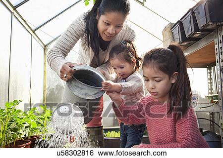 Mother and daughters watering plants in greenhouse View Large Photo Image Stock Photograph - Mother and daughters watering plants in greenhouse. Fotosearch