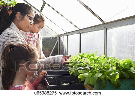 Mother and daughters with plants in greenhouse View Large Photo Image Stock Photography - Mother and daughters with plants in greenhouse. Fotosearch
