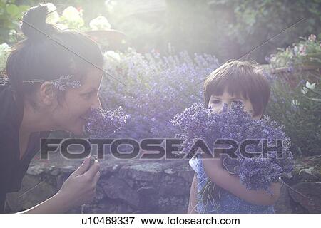Mother and toddler son smelling bunch of lavender View Large Photo Image Stock Photo - Mother and toddler son smelling bunch of lavender. Fotosearch
