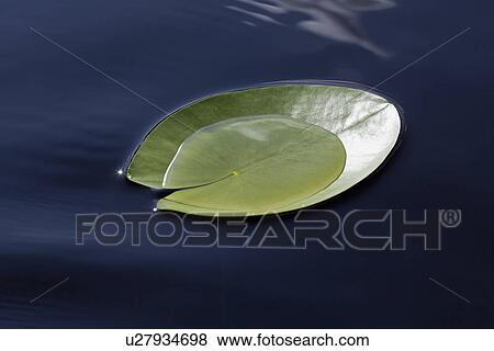 Stock Photo - Nymphaea tetragona lily pad on lake. Fotosearch