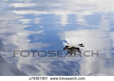 Stock Image - Nymphaea tetragona water lily on lake. Fotosearch