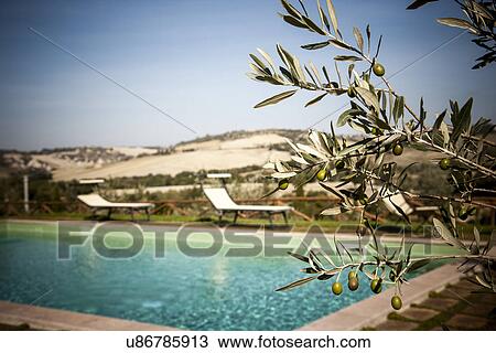 Stock Image - Olive tree and swimming pool, Siena, Valle Orcia, Tuscany, Italy. Fotosearch