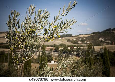 Olive tree, Siena, Valle Orcia, Tuscany, Italy View Large Photo Image Stock Photograph - Olive tree, Siena, Valle Orcia, Tuscany, Italy. Fotosearch