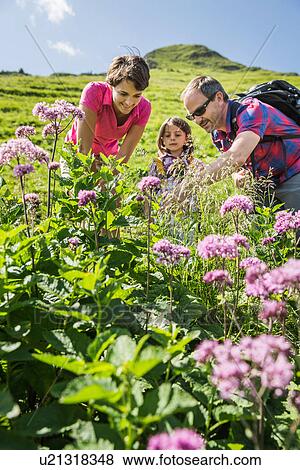 Parents and daughter discovering plants, Tyrol, Austria View Large Photo Image Stock Photo - Parents and daughter discovering plants, Tyrol, Austria. Fotosearch