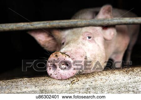 Pig in pen View Large Photo Image Stock Image - Pig in pen. Fotosearch