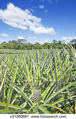 Pineapple plantation, Costa Rica, Central America View Large Photo Image Stock Image - Pineapple plantation, Costa Rica, Central America. Fotosearch