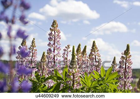 Stock Photo - Pink flowers growing outside. Fotosearch