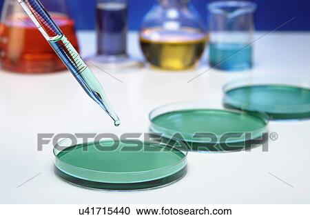 Pipetting: A pipette is used to transfer a small amount of liquid to a Petri dish View Large Photo Image Stock Image - Pipetting: A pipette is used to transfer a small amount of liquid to a Petri dish. Fotosearch