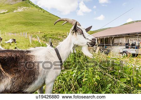 Stock Image - Portrait of curious goat, Tyrol, Austria. Fotosearch