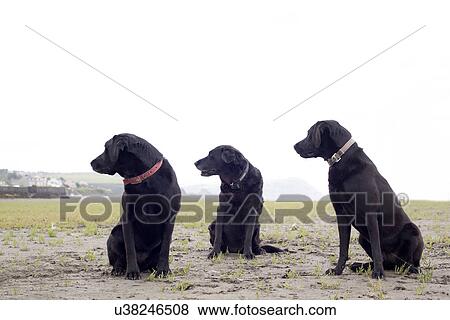 Stock Photo - Portrait of three black labradors looking in same direction. Fotosearch