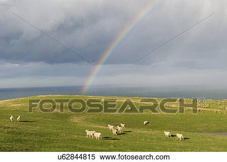 Rainbow over coastal pasture, Dunedin, Otago, South Island, New Zealand View Large Photo Image Stock Photography - Rainbow over coastal pasture, Dunedin, Otago, South Island, New Zealand. Fotosearch