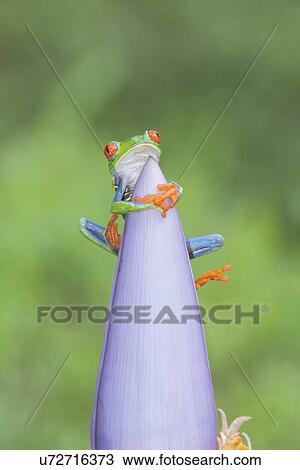 Stock Image - Red-eyed tree (Agalychnis Callidryas) frog on pink flowerhead, Costa Rica. Fotosearch