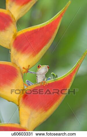 Stock Image - Red-eyed tree frog (Agalychnis callidryasAgalychnis callidryasAgalychnis callidryas) on colorful leaf, Costa Rica. Fotosearch