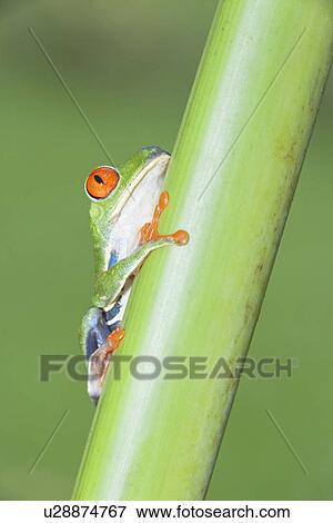 Stock Photo - Red-eyed tree frog (Agalychnis Callidryas) on stem, Costa Rica. Fotosearch