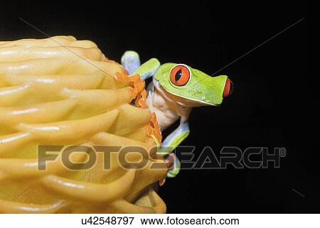 Stock Photo - Red-eyed tree frog (Agalychnis Callidryas) on yellow flowerhead, Costa Rica. Fotosearch