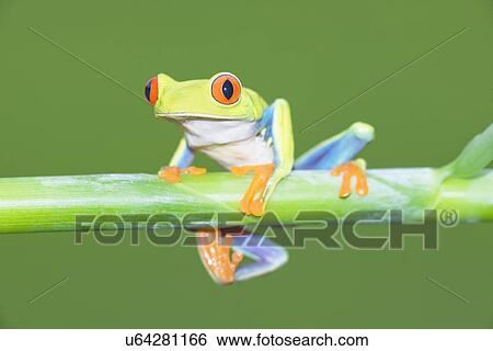 Stock Photograph - Red-eyed tree frog (Agalychnis Callidryas) on plant stem, Costa Rica. Fotosearch