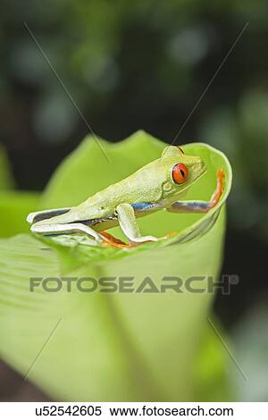 Red-eyed tree frog (Agalychnis callidryas) on edge of leaf, Costa Rica View Large Photo Image Stock Photography - Red-eyed tree frog (Agalychnis callidryas) on edge of leaf, Costa Rica. Fotosearch