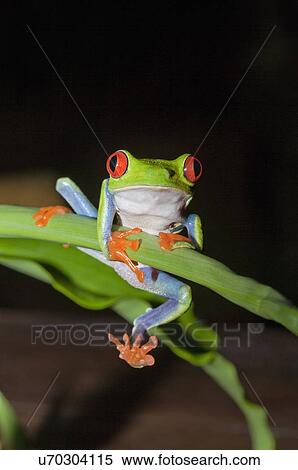 Red-eyed tree frog (Agalychnis Callidryas) holding onto stem, Costa Rica View Large Photo Image Stock Photography - Red-eyed tree frog (Agalychnis Callidryas) holding onto stem, Costa Rica. Fotosearch