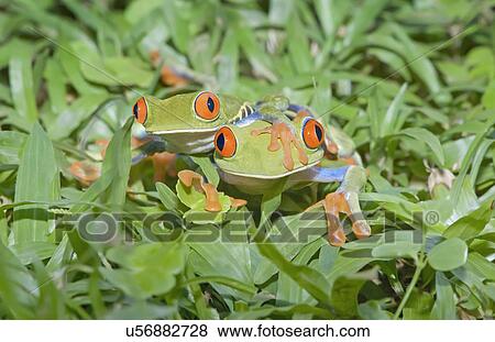 Stock Photo - Red-eyed tree frogs (Agalychnis callidryas) on plants, Costa Rica. Fotosearch