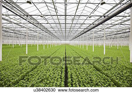 Rows of plants growing in greenhouse View Large Photo Image Stock Image - Rows of plants growing in greenhouse. Fotosearch