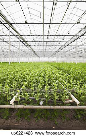 Rows of plants growing in greenhouse View Large Photo Image Stock Image - Rows of plants growing in greenhouse. Fotosearch