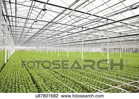 Stock Image - Rows of plants growing in greenhouse. Fotosearch