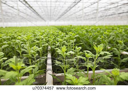Stock Photo - Rows of plants growing in greenhouse. Fotosearch