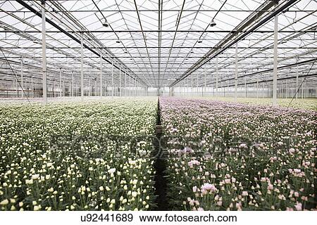 Rows of plants growing in greenhouse View Large Photo Image Stock Photo - Rows of plants growing in greenhouse. Fotosearch