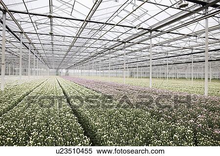 Rows of plants growing in greenhouse View Large Photo Image Stock Photography - Rows of plants growing in greenhouse. Fotosearch