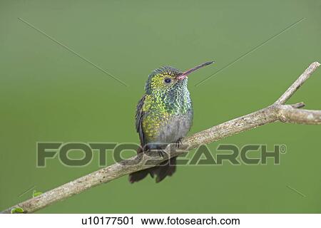 Stock Image - Rufous-tailed hummingbird (Amazilia tzacatl) on branch, Costa Rica. Fotosearch