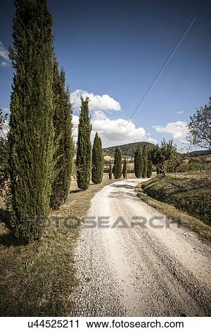 Rural road and cypress trees, Siena, Valle Orcia, Tuscany, Italy View Large Photo Image Stock Image - Rural road and cypress trees, Siena, Valle Orcia, Tuscany, Italy. Fotosearch