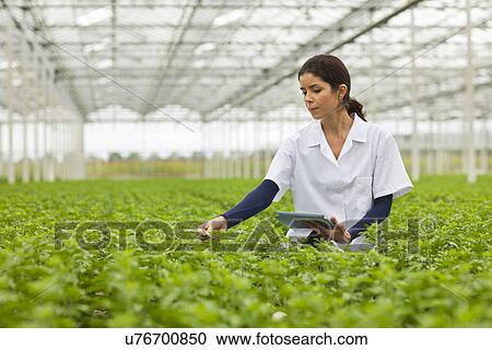 Stock Image - Scientist in rows of plants in greenhouse, holding digital tablet. Fotosearch