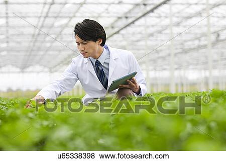 Stock Photo - Scientist in rows of plants in greenhouse, holding digital tablet. Fotosearch