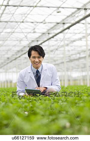 Scientist in rows of plants in greenhouse, holding digital tablet View Large Photo Image Stock Photo - Scientist in rows of plants in greenhouse, holding digital tablet. Fotosearch