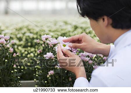 Stock Image - Scientist looking at flowers. Fotosearch