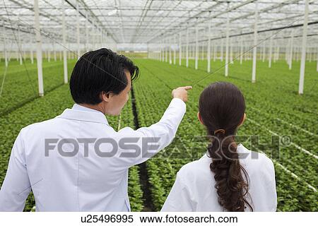 Stock Photography - Scientists looking at rows of plants in greenhouse, pointing. Fotosearch