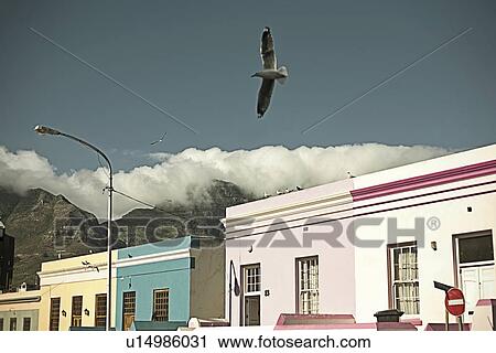 Seagull flying over painted street, blue sky and mountains in background, Cape Town, South Africa View Large Photo Image Stock Image - Seagull flying over painted street, blue sky and mountains in background, Cape Town, South Africa. Fotosearch