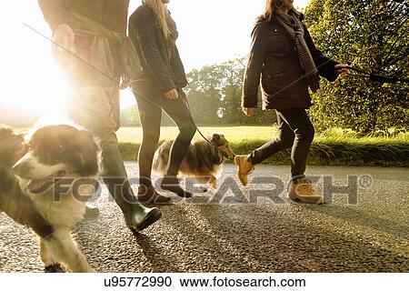 Stock Image - Senior couple and granddaughter walking dogs, Norfolk, UK. Fotosearch