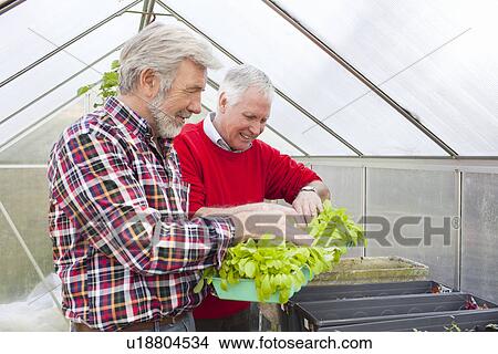 Picture - Senior male friends in greenhouse holding plants. Fotosearch