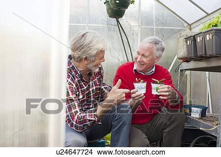 Picture - Senior male friends in greenhouse holding plants. Fotosearch