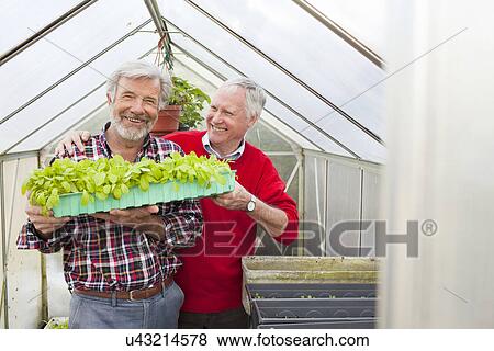 Stock Photo - Senior male friends in greenhouse holding plants. Fotosearch