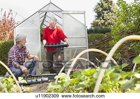 Senior male friends in vegetable garden View Large Photo Image Stock Photo - Senior male friends in vegetable garden. Fotosearch