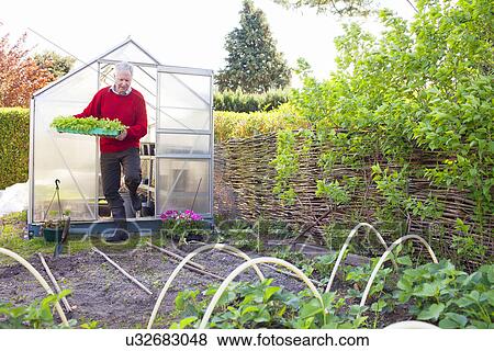Senior man carrying plants in garden View Large Photo Image Stock Photo - Senior man carrying plants in garden. Fotosearch