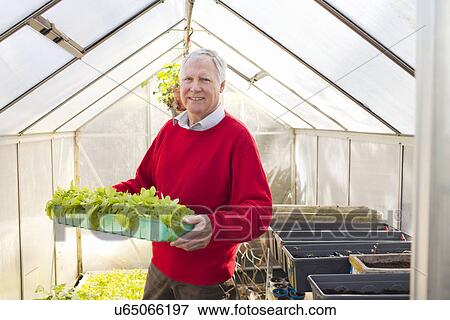 Senior man holding plants in greenhouse View Large Photo Image Stock Photo - Senior man holding plants in greenhouse. Fotosearch
